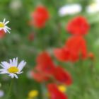 Wiesenblumen