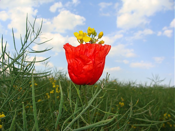 Wiesenblumen