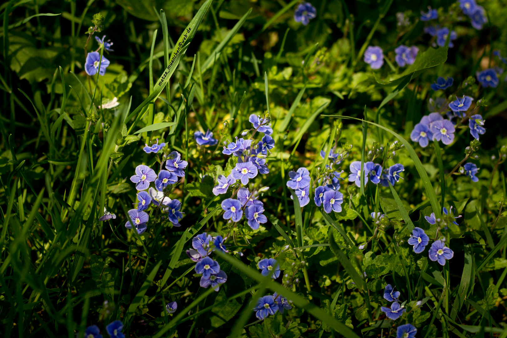 Wiesenblumen