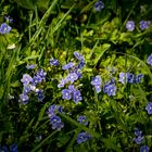 Wiesenblumen