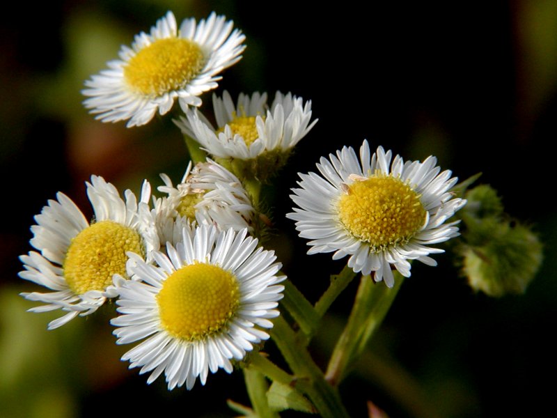 Wiesenblumen