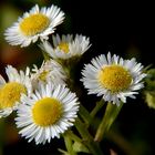 Wiesenblumen