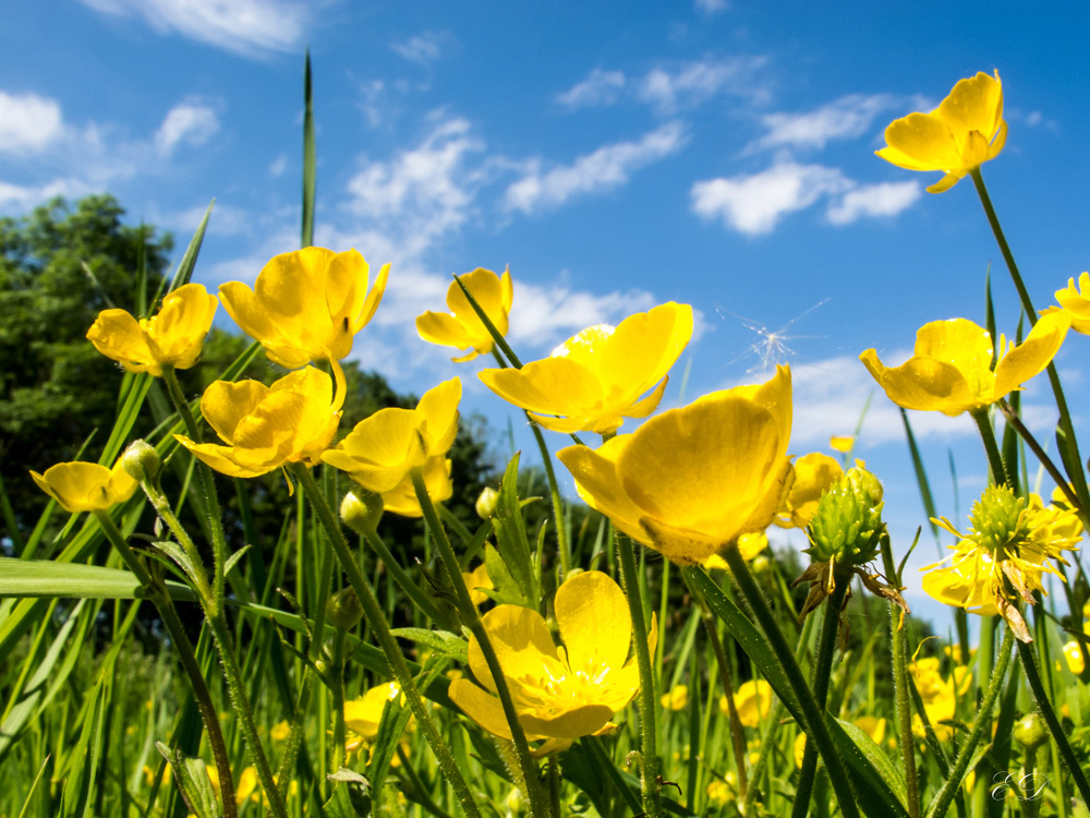 Wiesenblumen