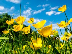 Wiesenblumen