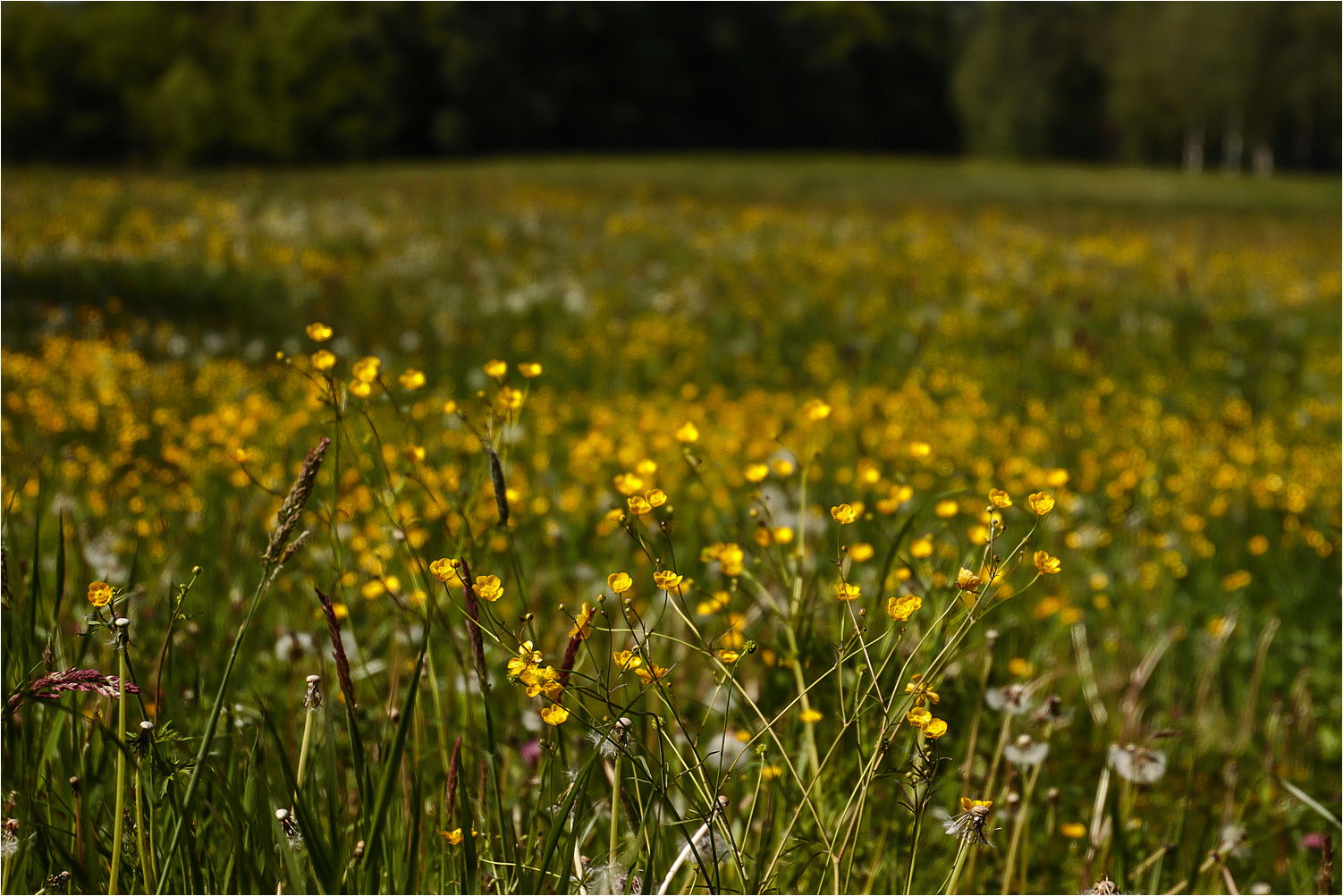 Wiesenblumen 1