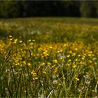 Wiesenblumen 1