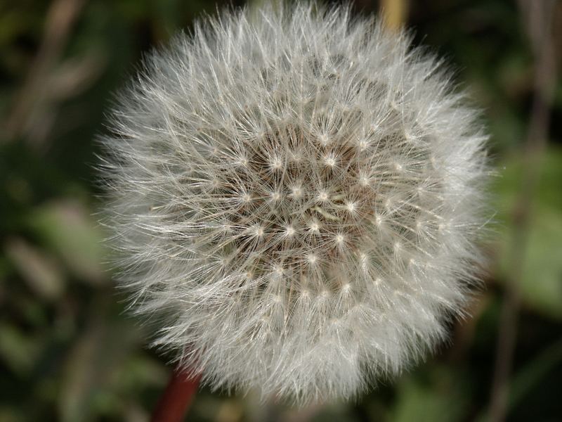 Wiesenblumen 1