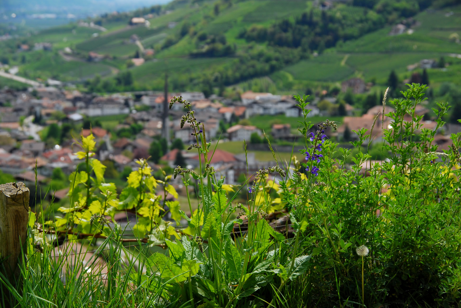 Wiesenblumen