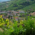 Wiesenblumen