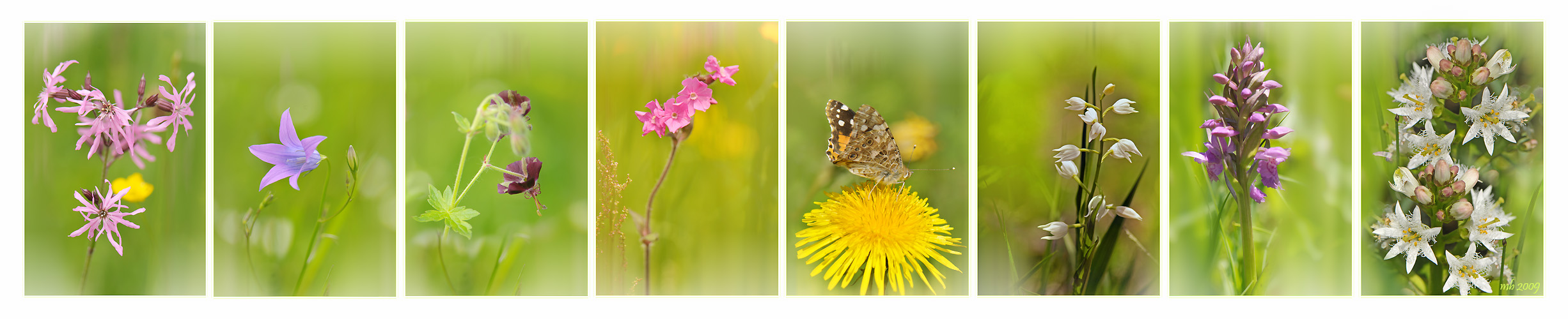 Wiesenblumen