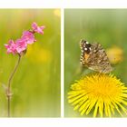 Wiesenblumen