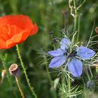 Wiesenblumen