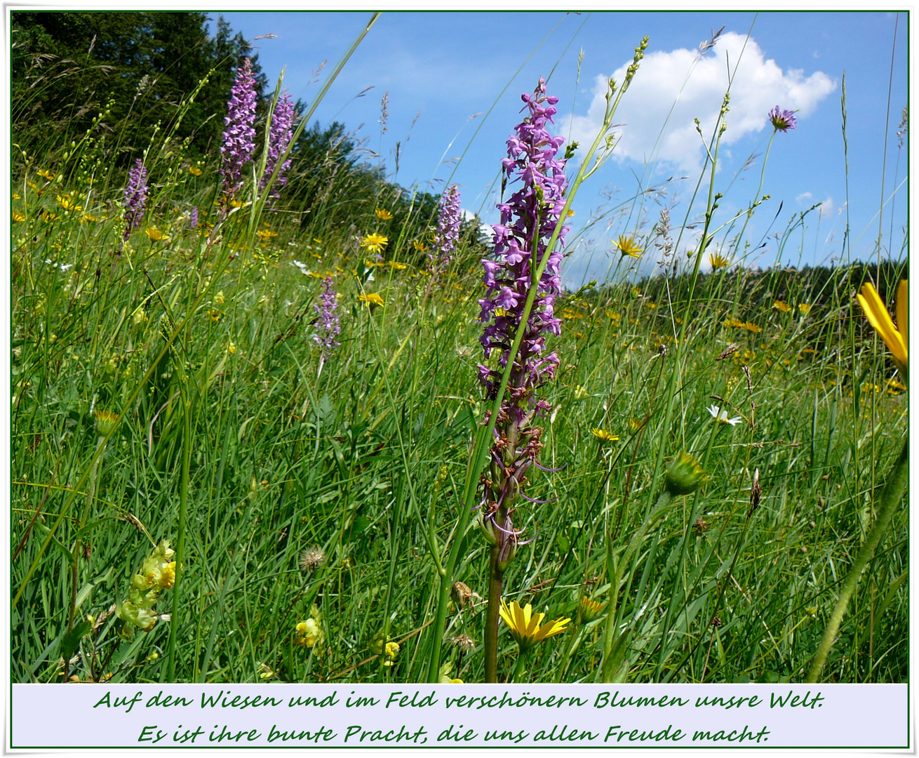 Wiesenblumen