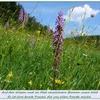 Wiesenblumen