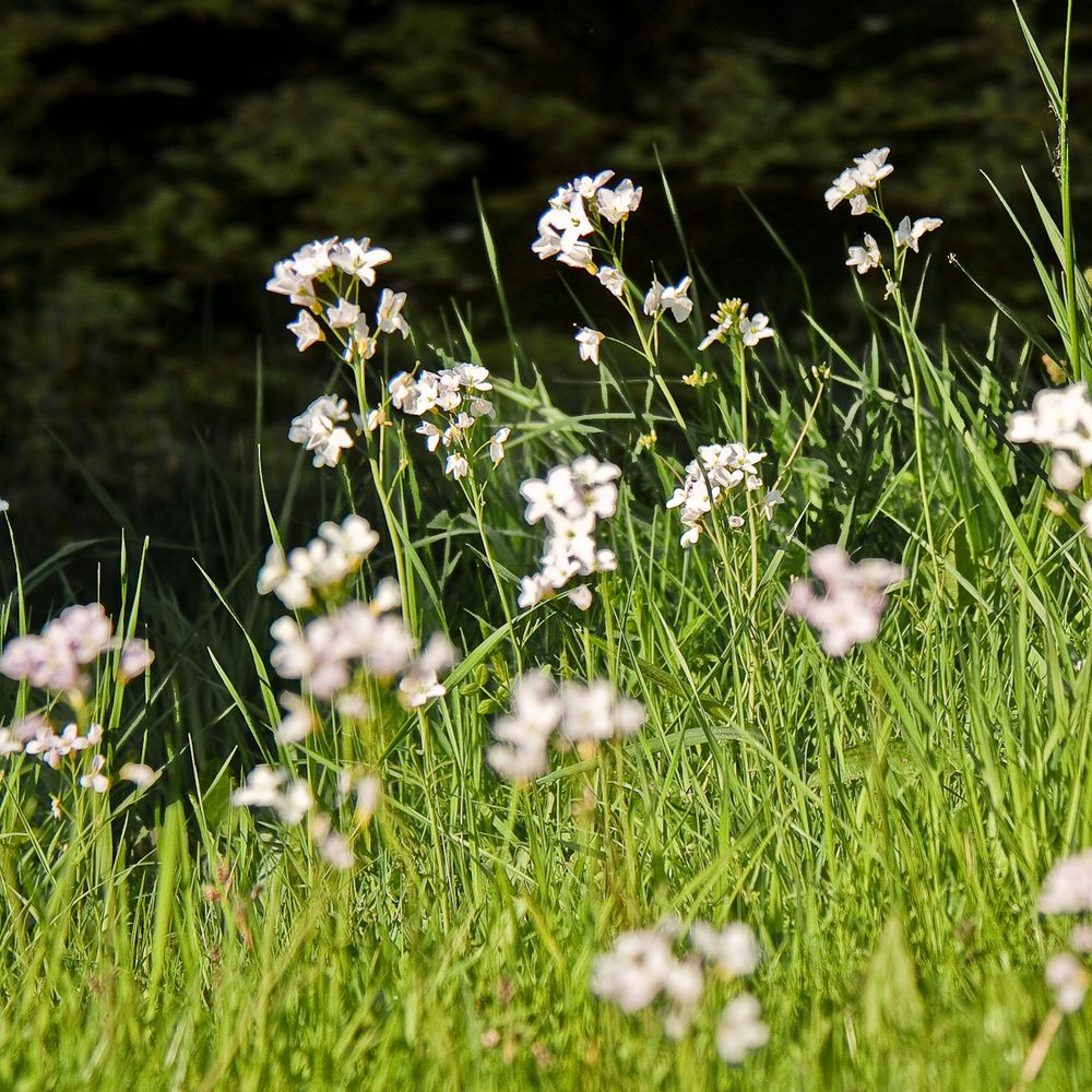 Wiesenblumen