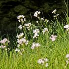 Wiesenblumen