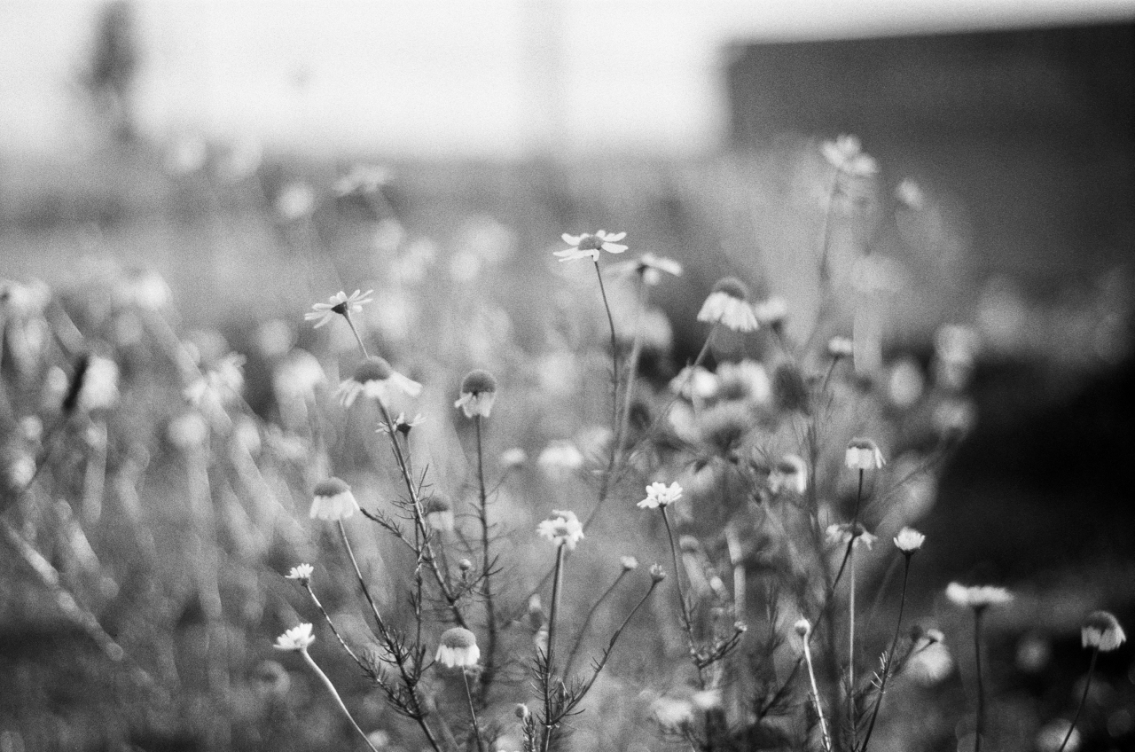 wiesenblumen