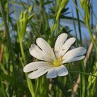 Wiesenblumen 2