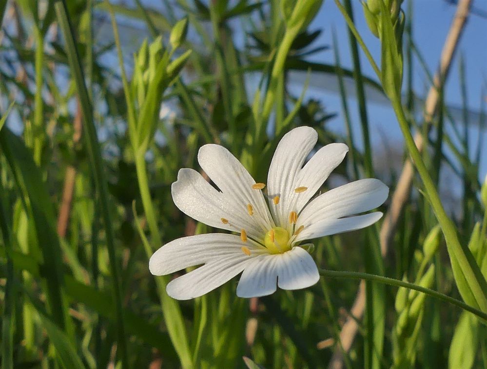 Wiesenblumen 2 Foto & Bild | pflanzen, pilze & flechten ...