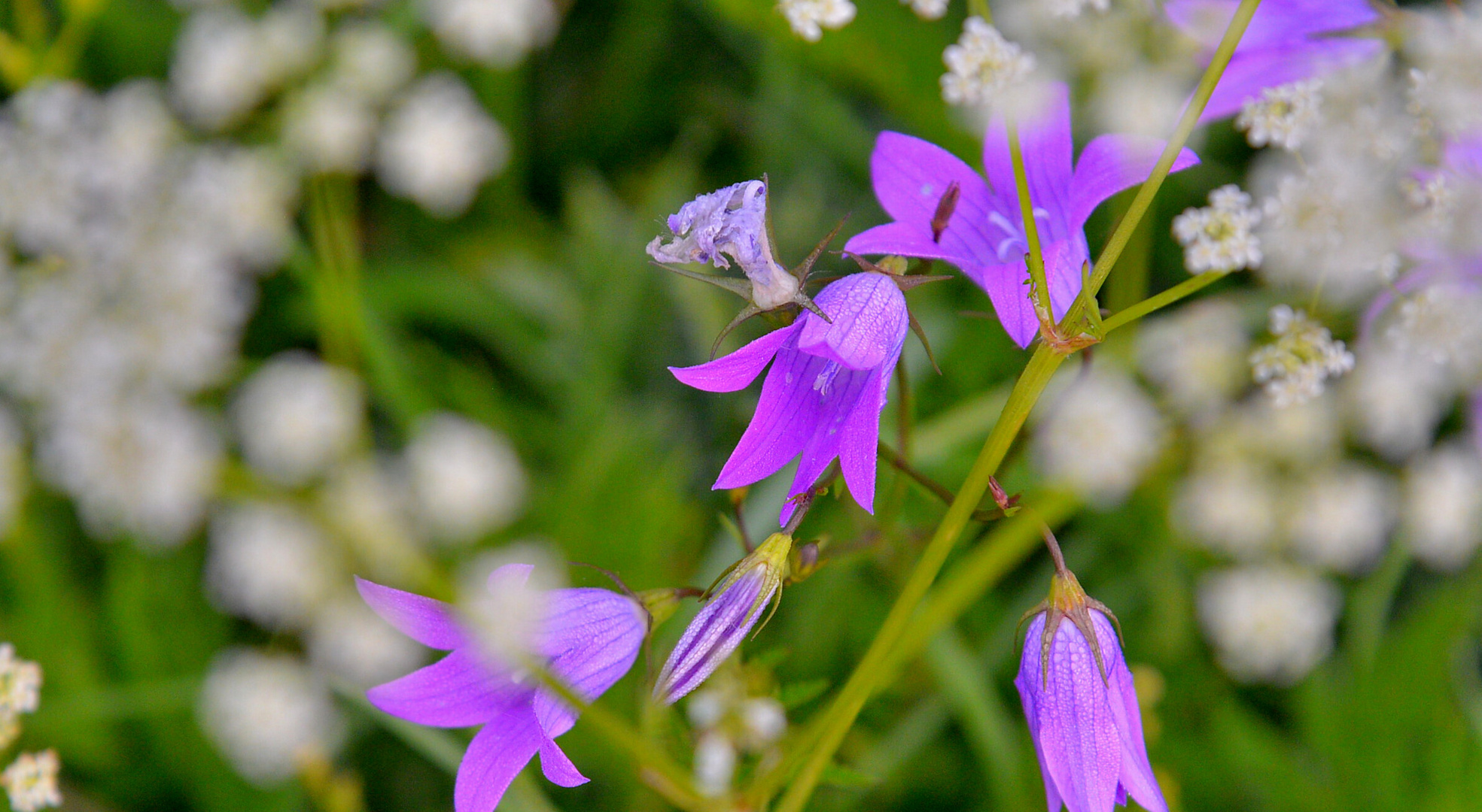 Wiesenblumen, 2 (flores del prado, 2)