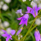 Wiesenblumen, 2 (flores del prado, 2)