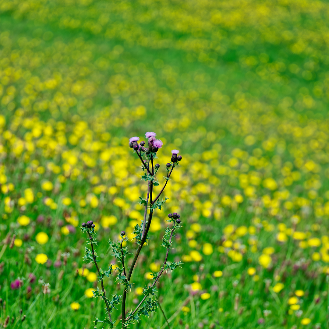 Wiesenblumen