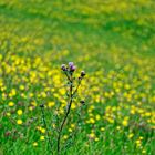 Wiesenblumen