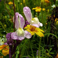 Wiesenblumen....