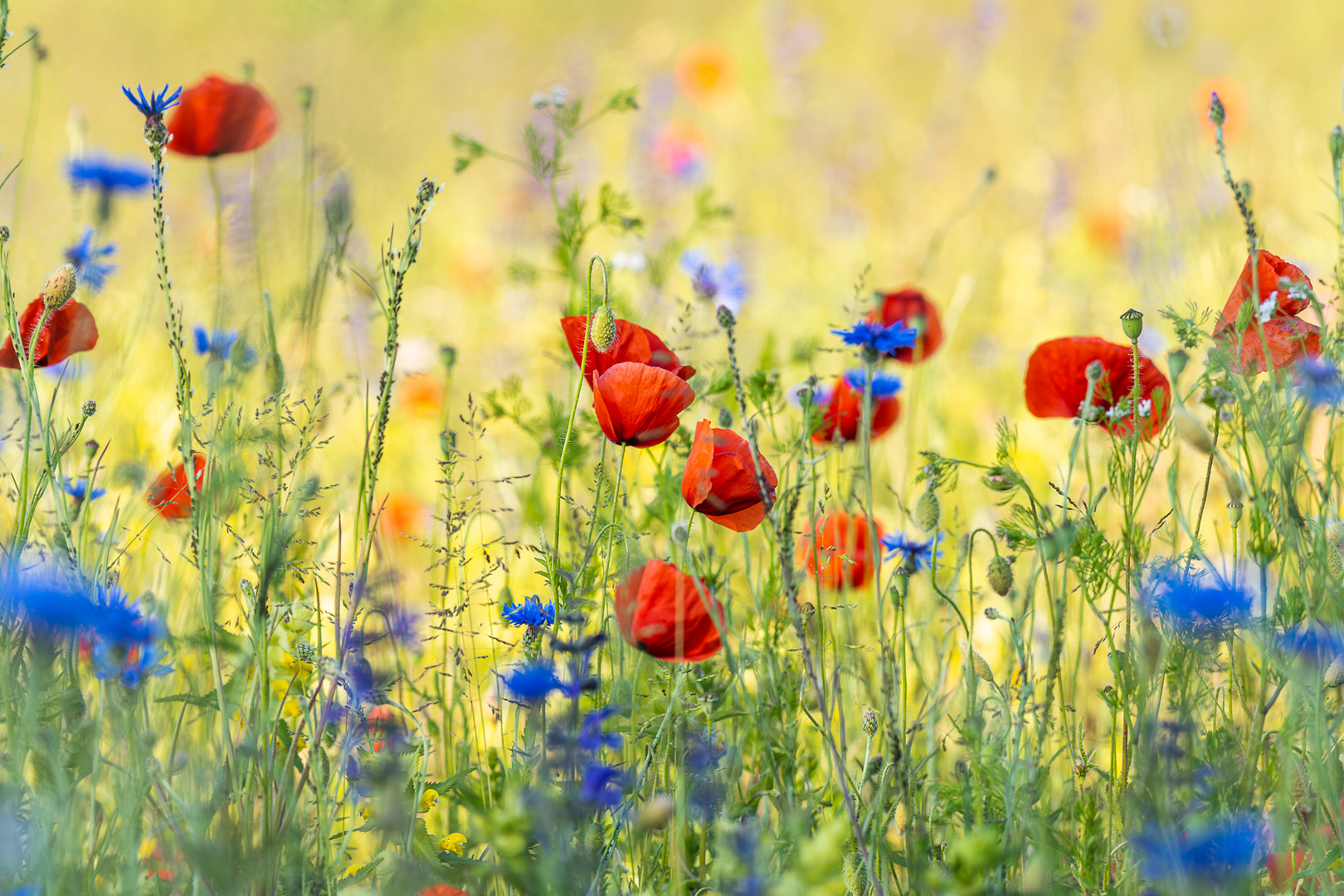 Wiesenblumen