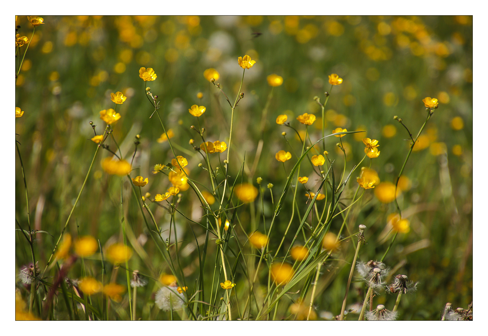 Wiesenblumen