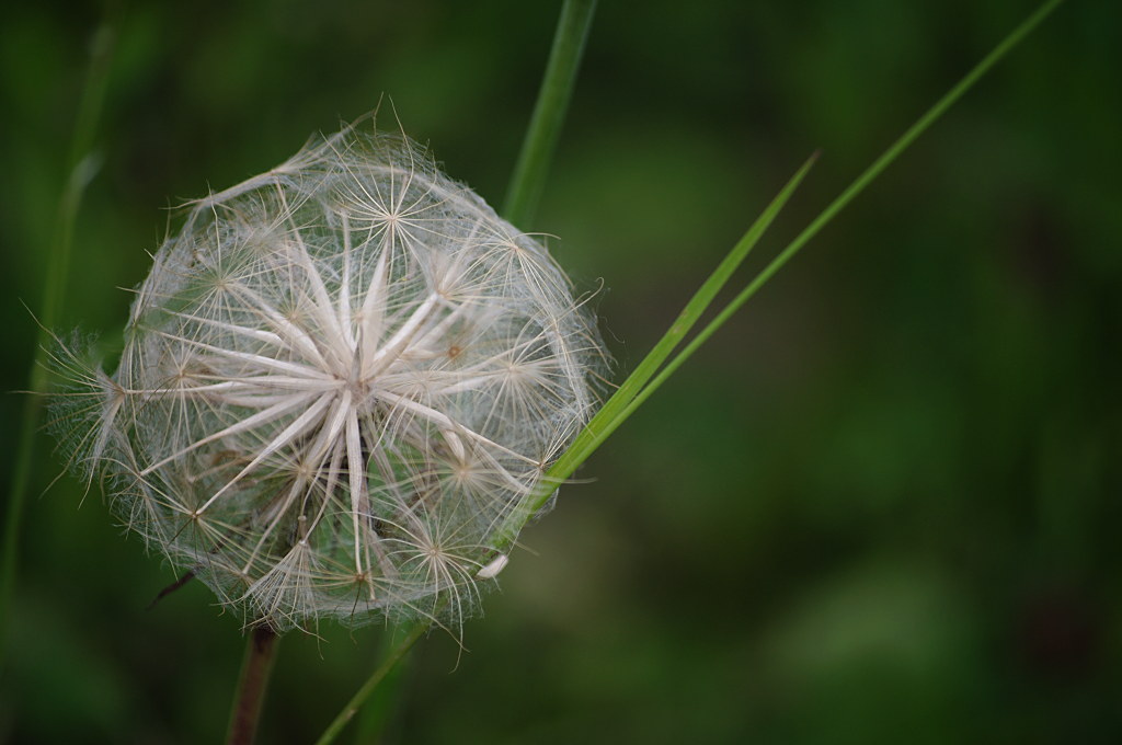 Wiesenblumen