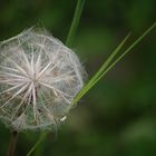 Wiesenblumen