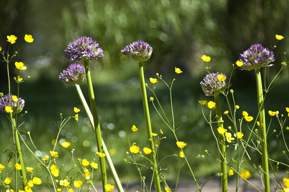 Wiesenblumen