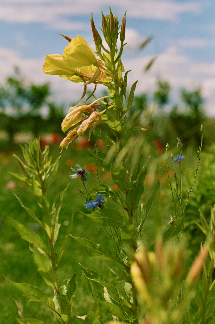 Wiesenblumen