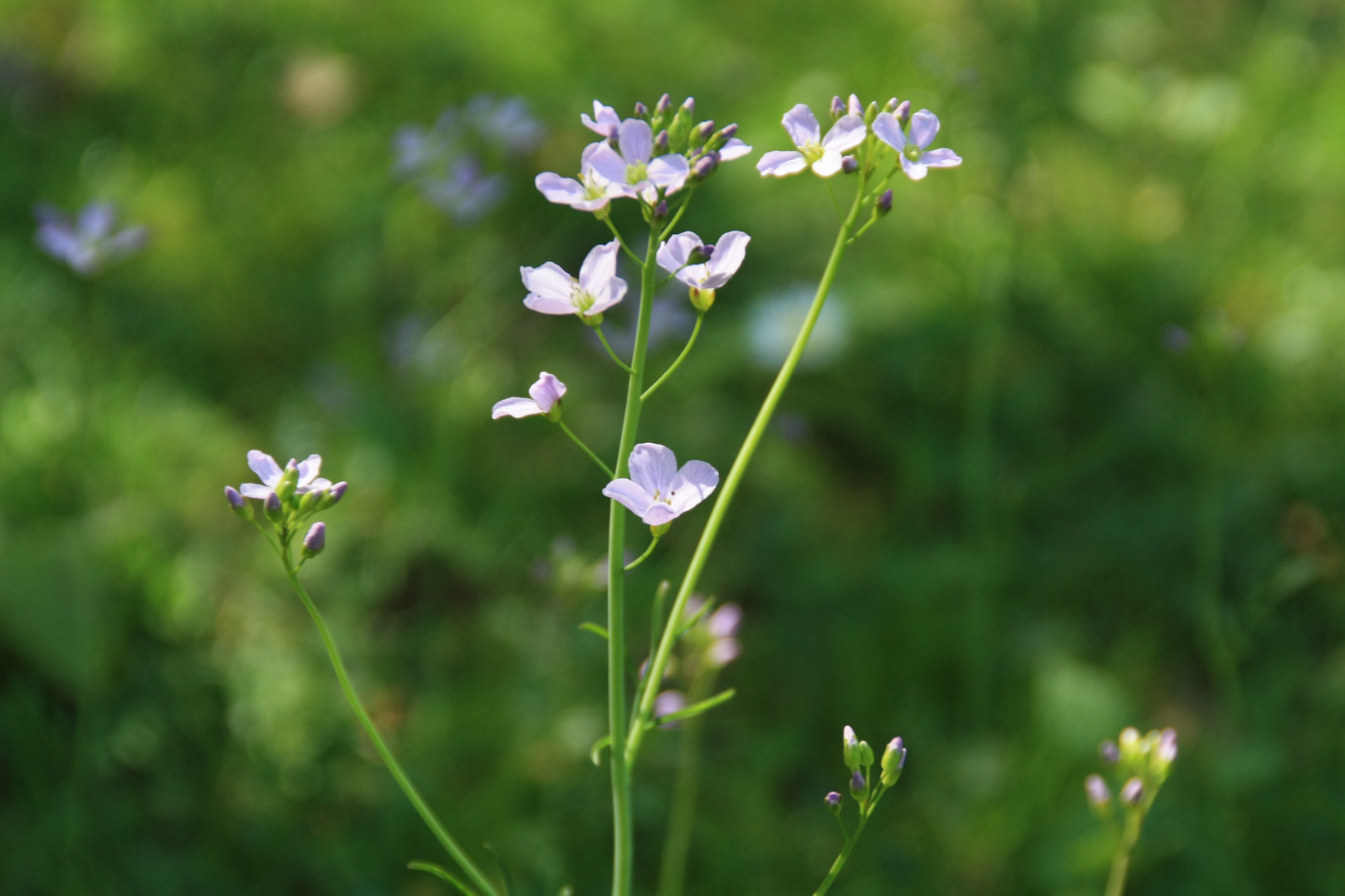 Wiesenblumen Foto & Bild | jahreszeiten, frühling, natur Bilder auf