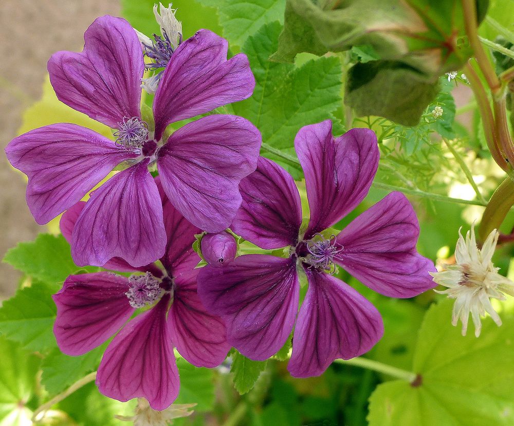 Wiesenblumen..... 