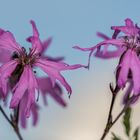 Wiesenblumen ...