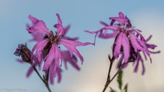 Wiesenblumen ...