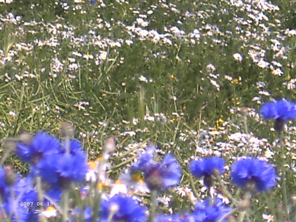 Wiesenblumen