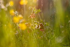 Wiesenblumen