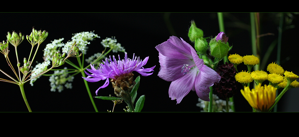 Wiesenblumen ...