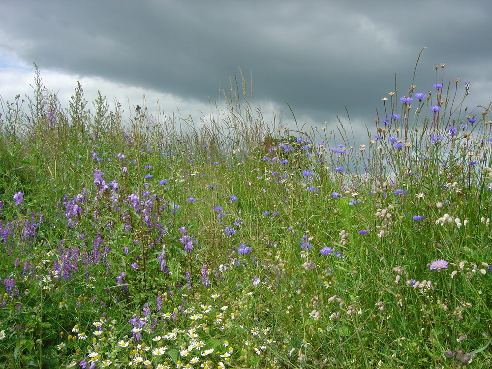 Wiesenblumen