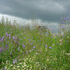 Wiesenblumen