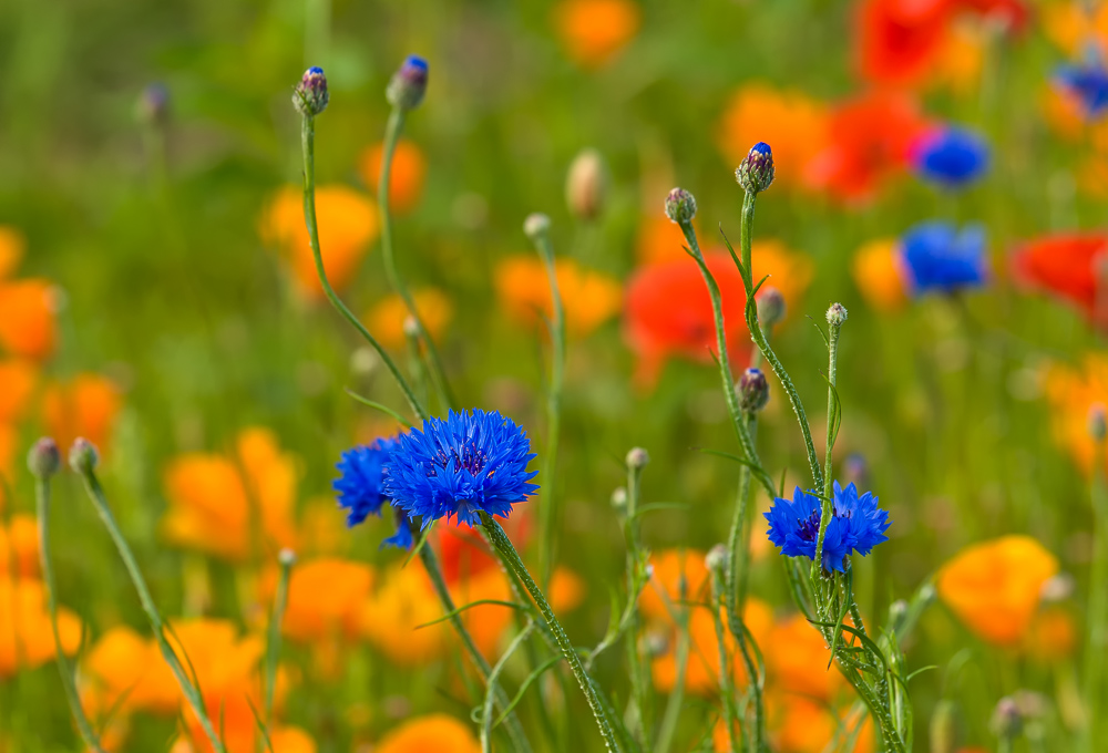 Wiesenblumen