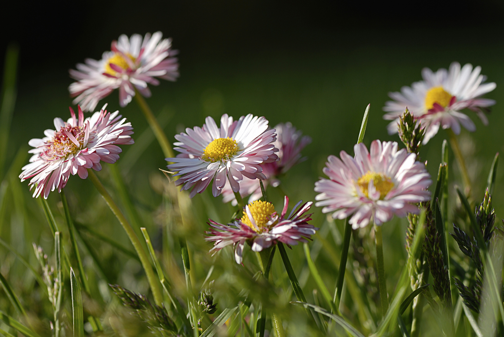 Wiesenblumen