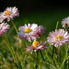 Wiesenblumen