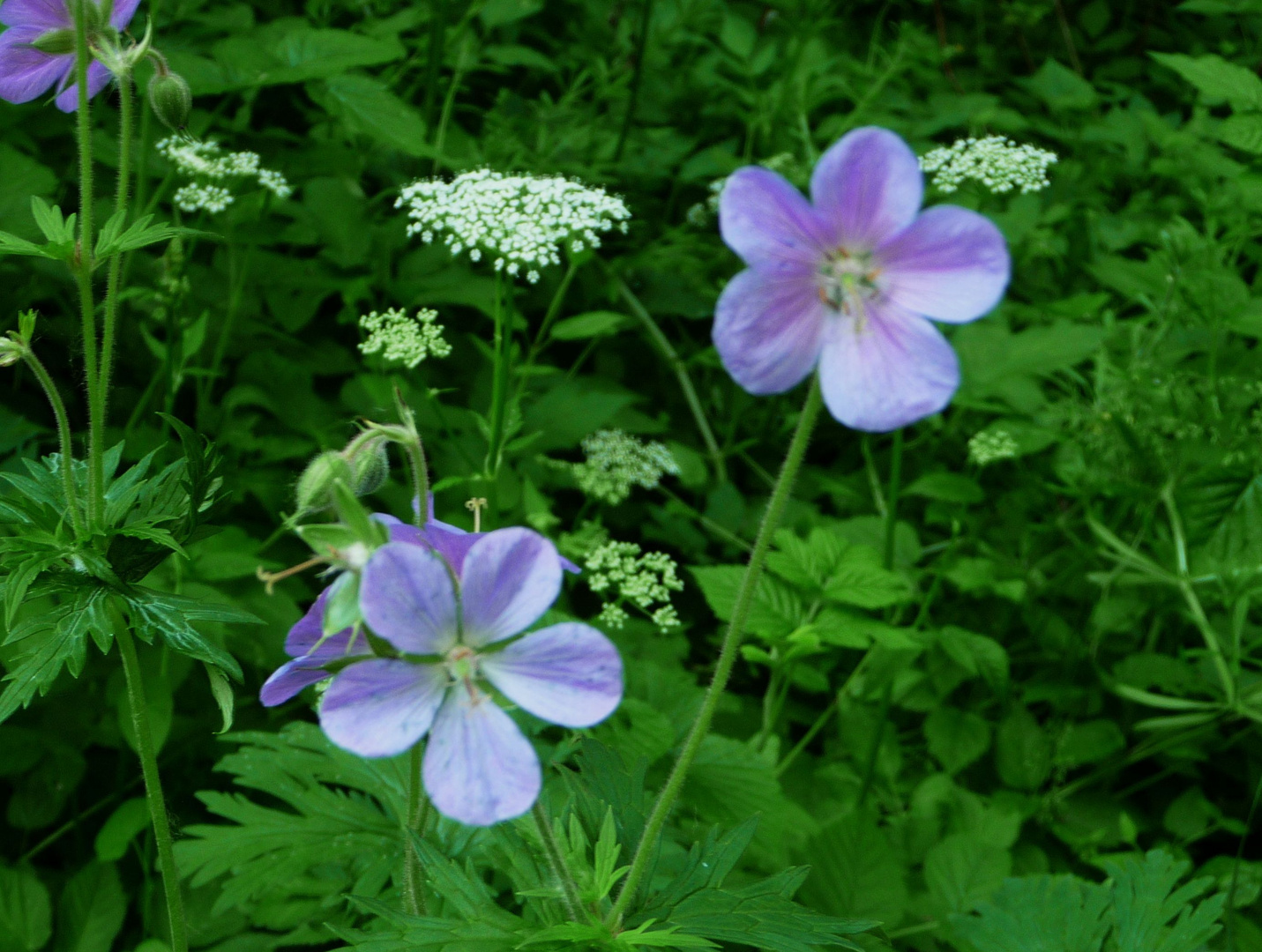 Wiesenblumen