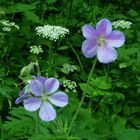 Wiesenblumen