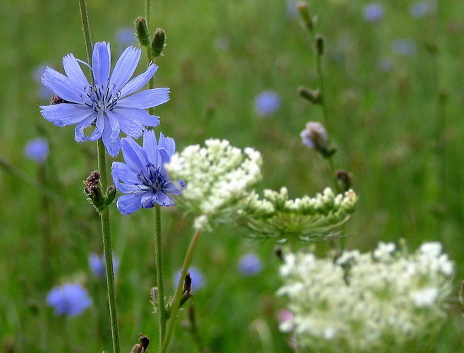 Wiesenblumen