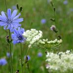 Wiesenblumen